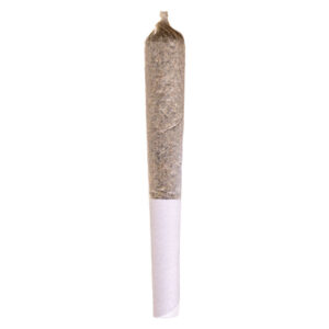 APPLE FRITTER PRE-ROLL