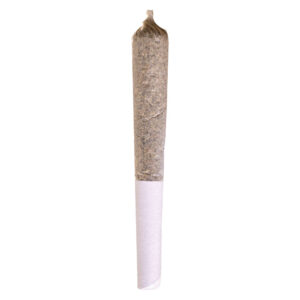 MANGO DREAM PRE-ROLL