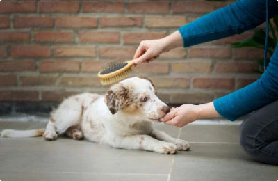 Fuel & Flower Cannabis