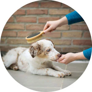 Fuel & Flower Cannabis