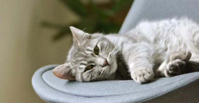 Fuel & Flower Cannabis