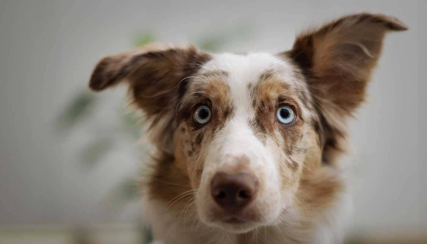 Fuel & Flower Cannabis