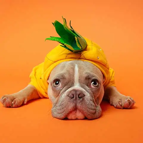 Fuel & Flower Cannabis