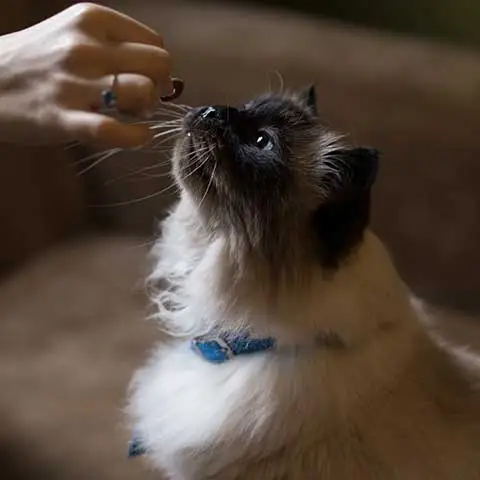 Fuel & Flower Cannabis