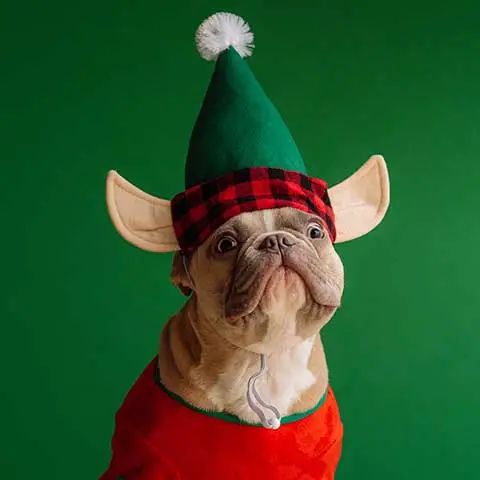 Fuel & Flower Cannabis