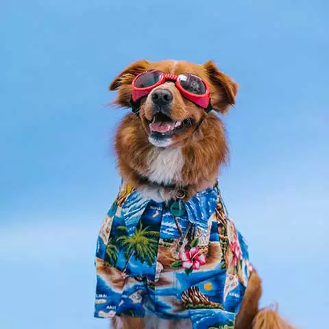 Fuel & Flower Cannabis